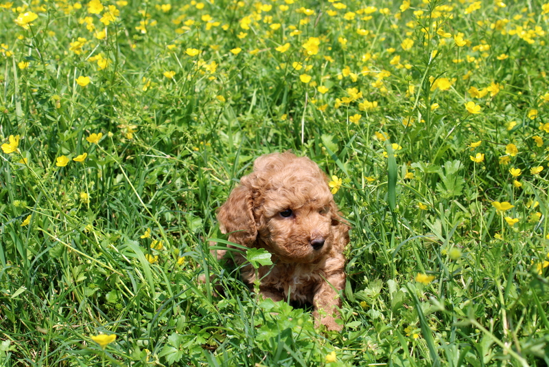 puppy, for, sale, Mini Poodle, Matthew B. Stoltzfus, dog, breeder, Gap, PA, dog-breeder, puppy-for-sale, forsale, nearby, find, puppyfind, locator, puppylocator, aca